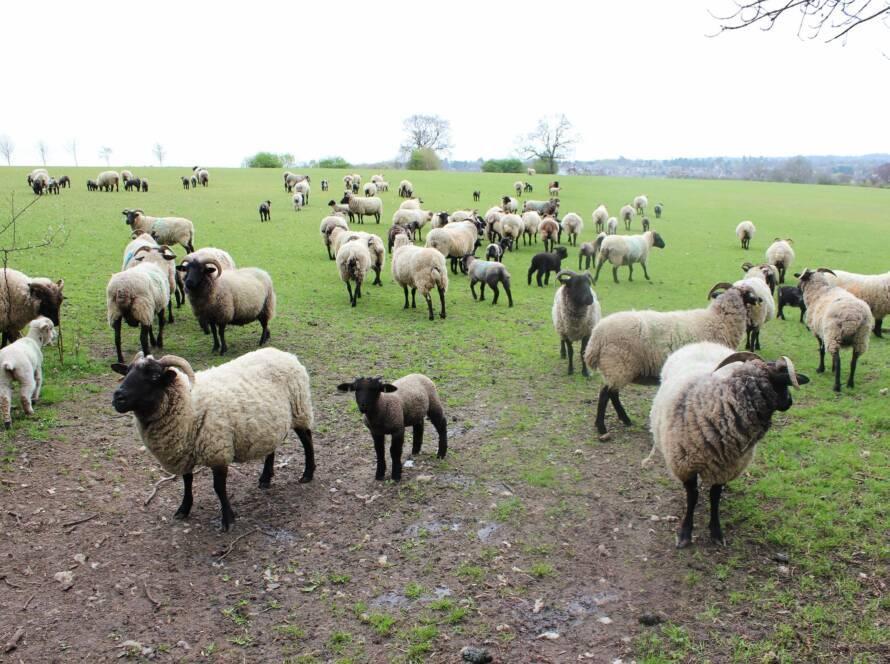 Flock in March