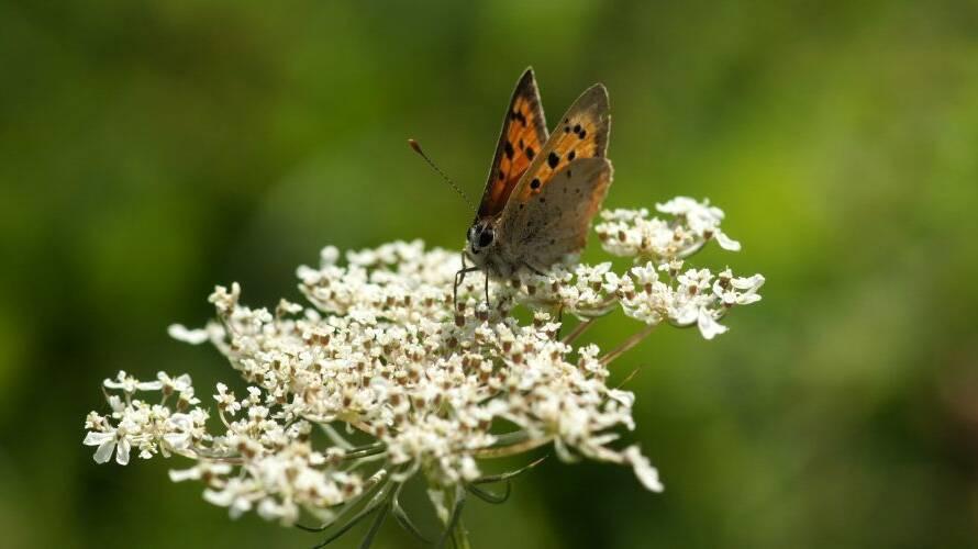 Small Copper