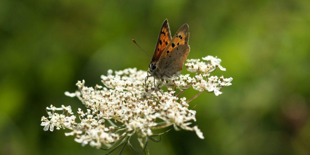 Bovingdon Brickworks