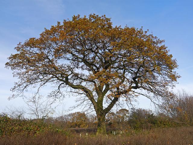 Oak - Lucy Flower