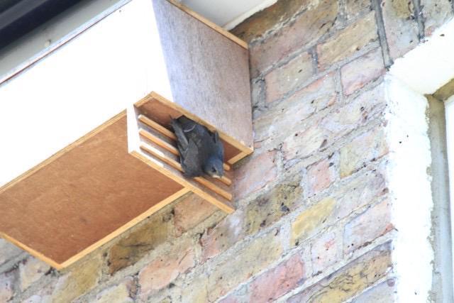 Swift article (photo credit Steve Gilden)