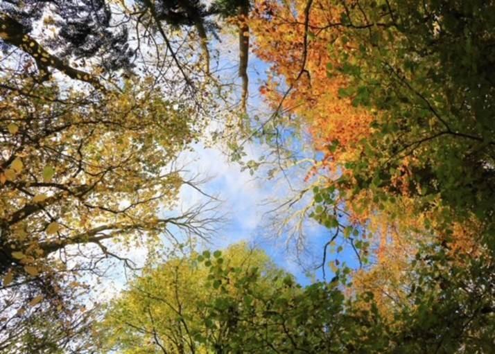 Canopy Scape