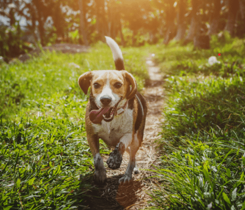 Beagle Walking