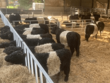 Meet the Cows