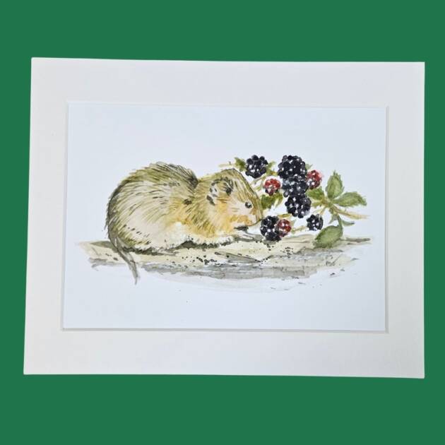 10x8 Mounted fine art water vole prnt