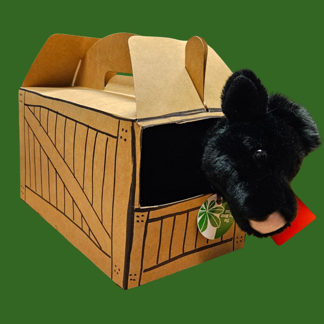 Belted Galloway Cow Adoption Pack