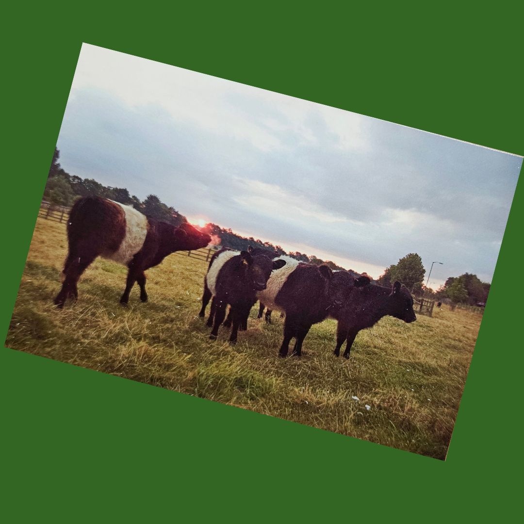 Beltie Postcard