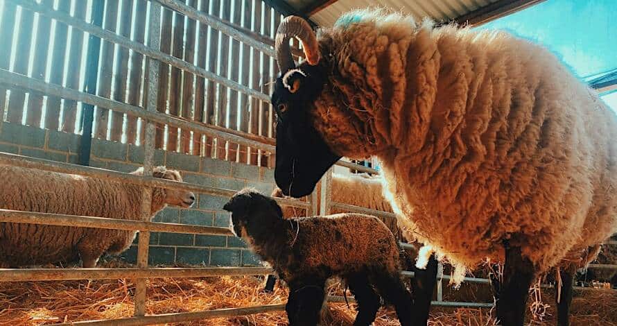 Ewe and Lamb