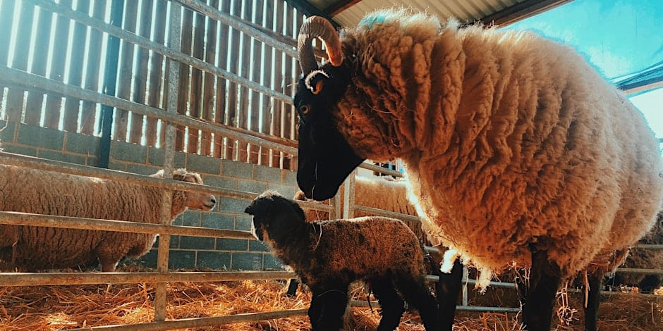 Ewe and Lamb