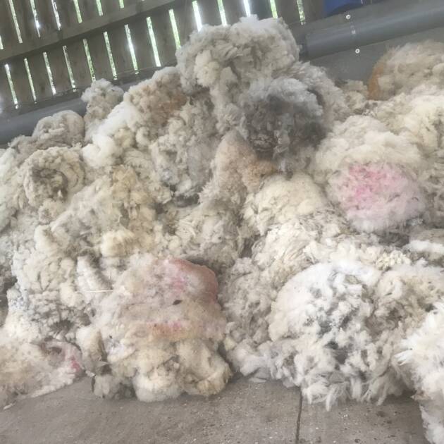 Sheep Fleece