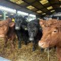 Meet the Cows 2025!